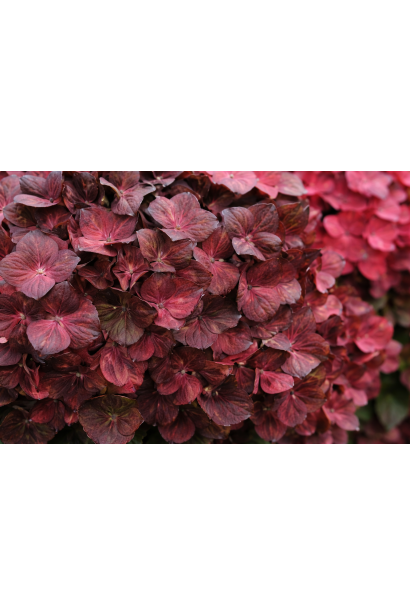 Hydrangea Rebelion Шоко Лав квіти